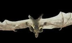 Morris "Brown Bat With Skull Head" Animal Prop