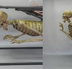 DC Props "Crypt Dweller" Skeleton Halloween Animatronic Animatronics