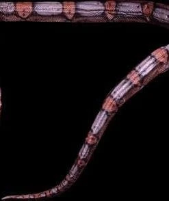 Distortions Props "Giant Snake" Professional Halloween Prop - 16'