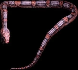 Distortions Props "Giant Snake" Professional Halloween Prop - 16' 1 Distortions Props "Giant Snake" Professional Halloween Prop - 16'