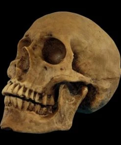 Morris "Hard Resin Human Skull - Movable Jaw" Halloween Prop