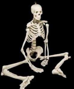 Skeletons And More "Human Skeleton" Movie Quality Halloween Prop