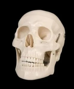 Skeletons And More "Life-Size Skull - 1st Class" Halloween Prop