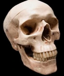 Skeletons And More "Life-Size Skull - Aged 2nd Class" Halloween Prop Props