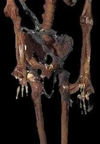 Morris "Rotted Corpse" Skeleton Halloween Prop