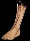 Morris Props "Severed Left Leg" Bloody Human Body Part Prop