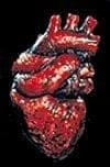 Morris Props "The Human Heart" Bloody Halloween Prop