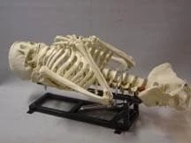 DC Props "Torso Lifter" Halloween Animatronic Mechanism