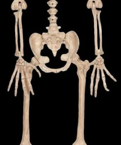 Morris "Werewolf Skeleton" Halloween Prop Props